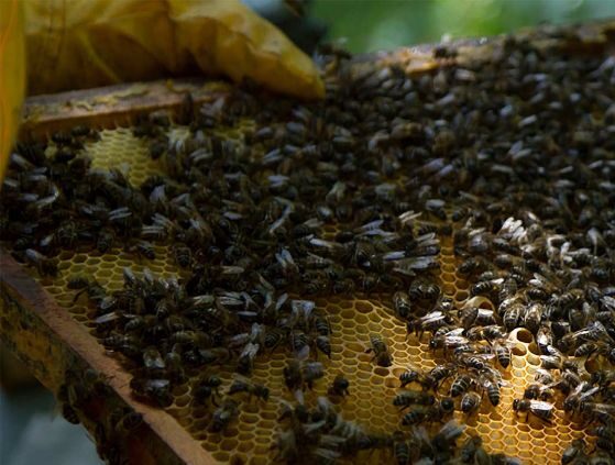 Abejas en panal